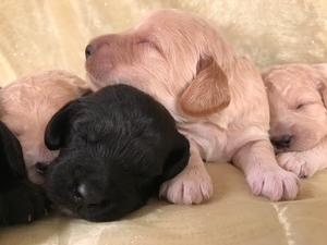 Black and Whites, or Cream and Whites! Mini Goldendoodle Breeders